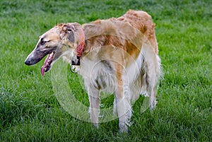 Borzoi or Russian Wolfhound or Russian Hunting Sighthound or Ð ÑƒÑÑÐºÐ°Ñ Ð¿ÑÐ¾Ð²Ð°Ñ Ð±Ð¾Ñ€Ð·Ð°Ñ I